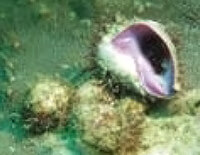 サンゴ食巻貝（千年サンゴと活きるまちづくり協議会HPより）