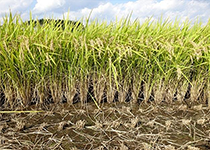 高温で登熟しても玄米品質の劣化が少ない品種の奨励品種採用
