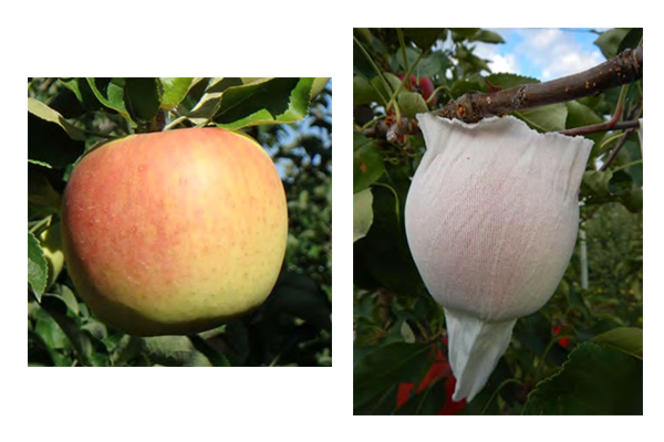 群馬県のリンゴ産地における気象変動適応策の取り組みのページへ移動